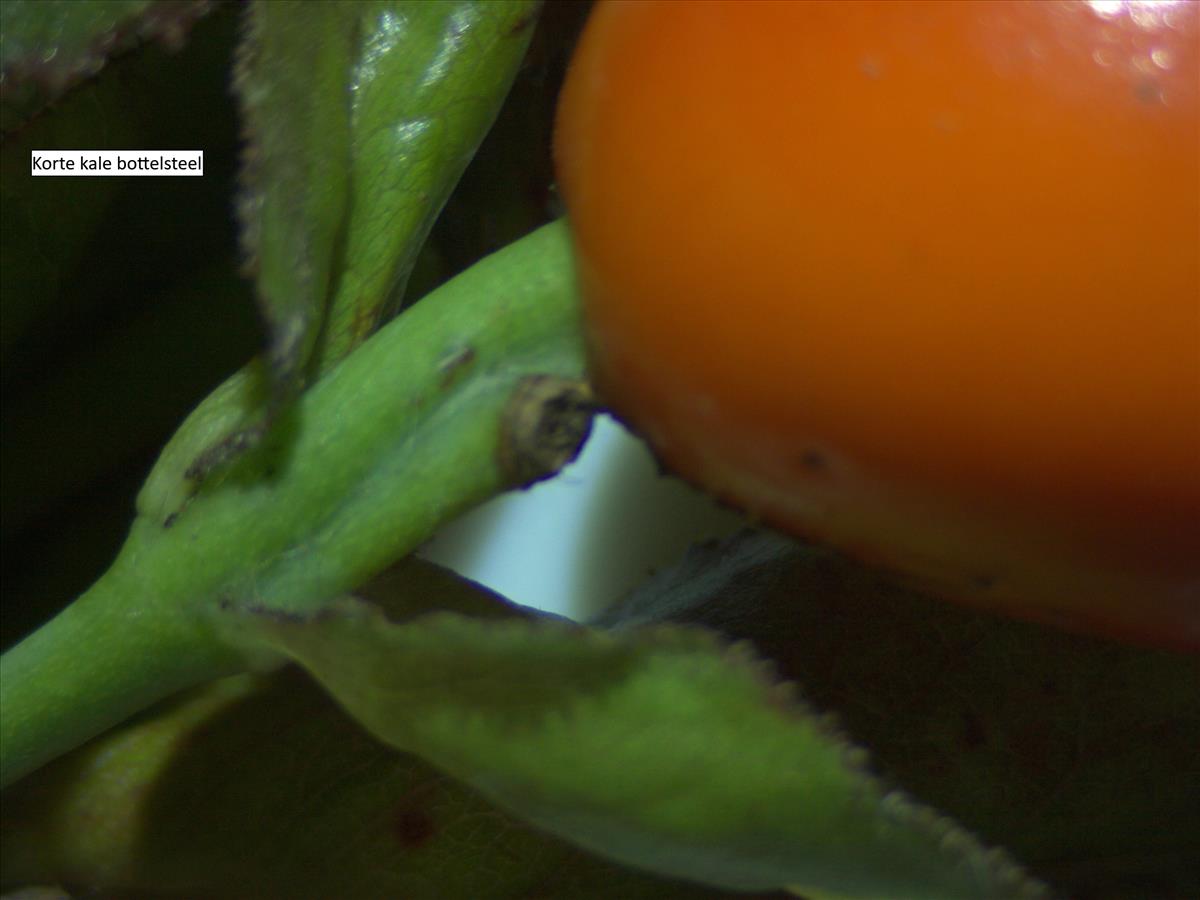 Rosa elliptica (door Jan Klinckenberg)
